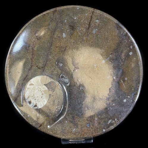 Fossil Orthoceras & Goniatite Plate - Stoneware #37567